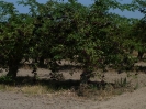2012_bodza_feszt_114