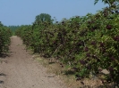 2012_bodza_feszt_116
