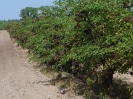 2012_bodza_feszt_117