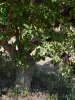 2012_bodza_feszt_119