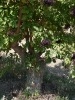 2012_bodza_feszt_120