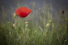 2013_arviz_105