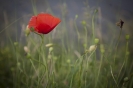 2013_arviz_108