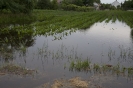 2013_arviz_145