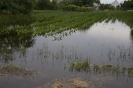 2013_arviz_146