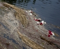 2013_arviz_43