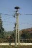 koronco_39
